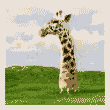 Safari
